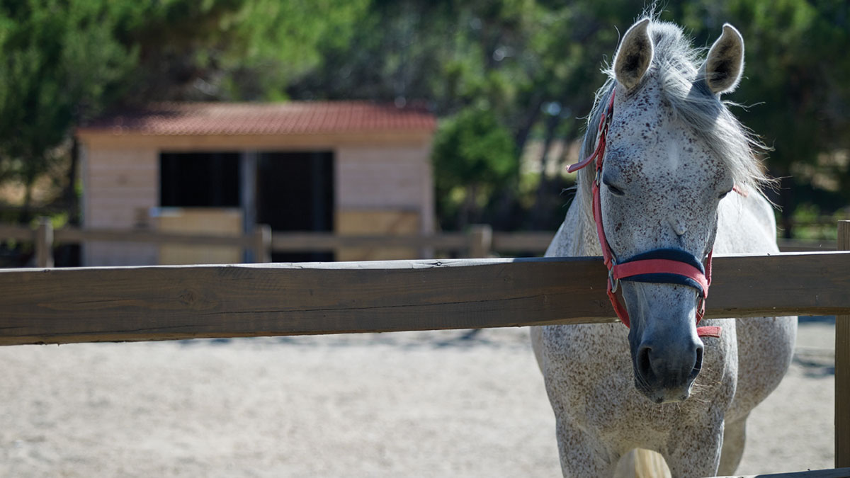 Atlantica Plimmiri - NR